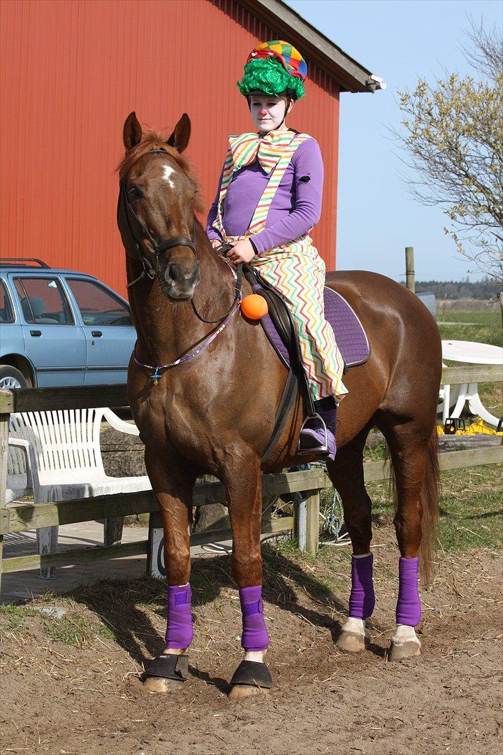 Dansk Varmblod Lando Alsidig - Fastelavns stævne 2011 :)
 billede 18