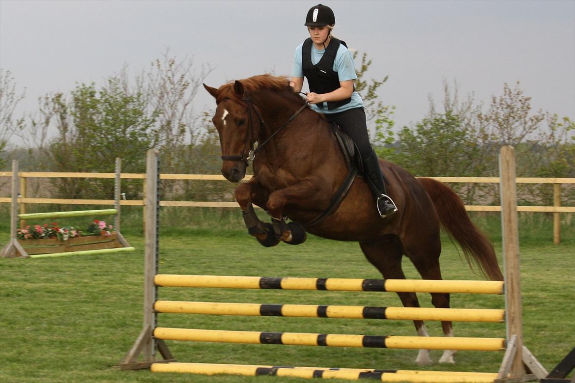 Dansk Varmblod Lando Alsidig - Spring sommer 2011 :)
 billede 20