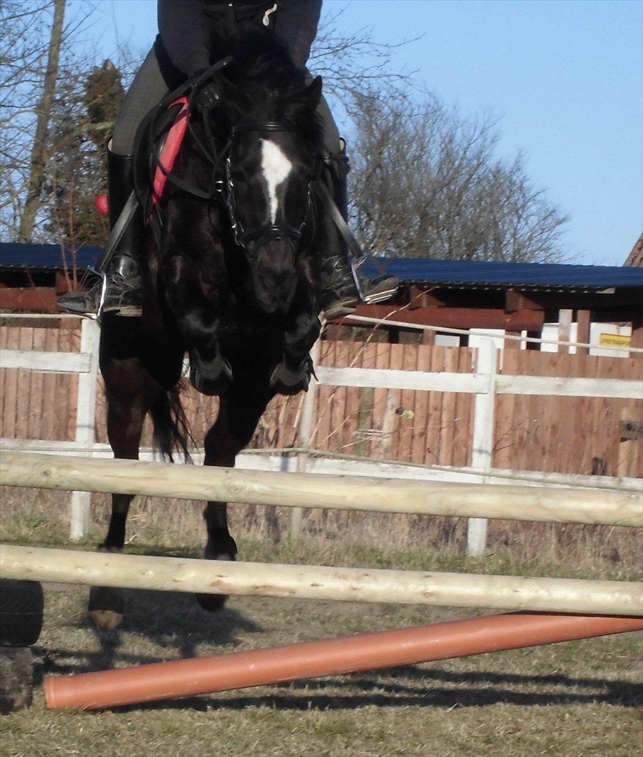 Anden særlig race Jimmy - Han elsker at springe. billede 3