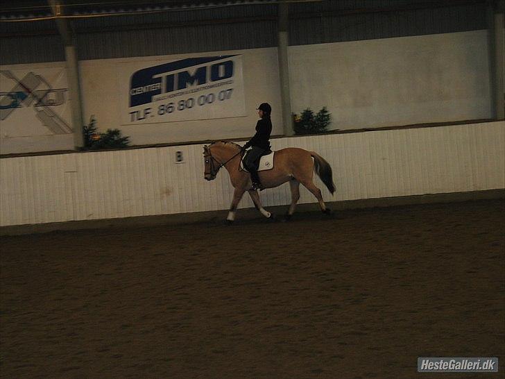 Fjordhest Ronaldo - Billede fra vores første LC1, ponyen var en prut..! xD<3 billede 5