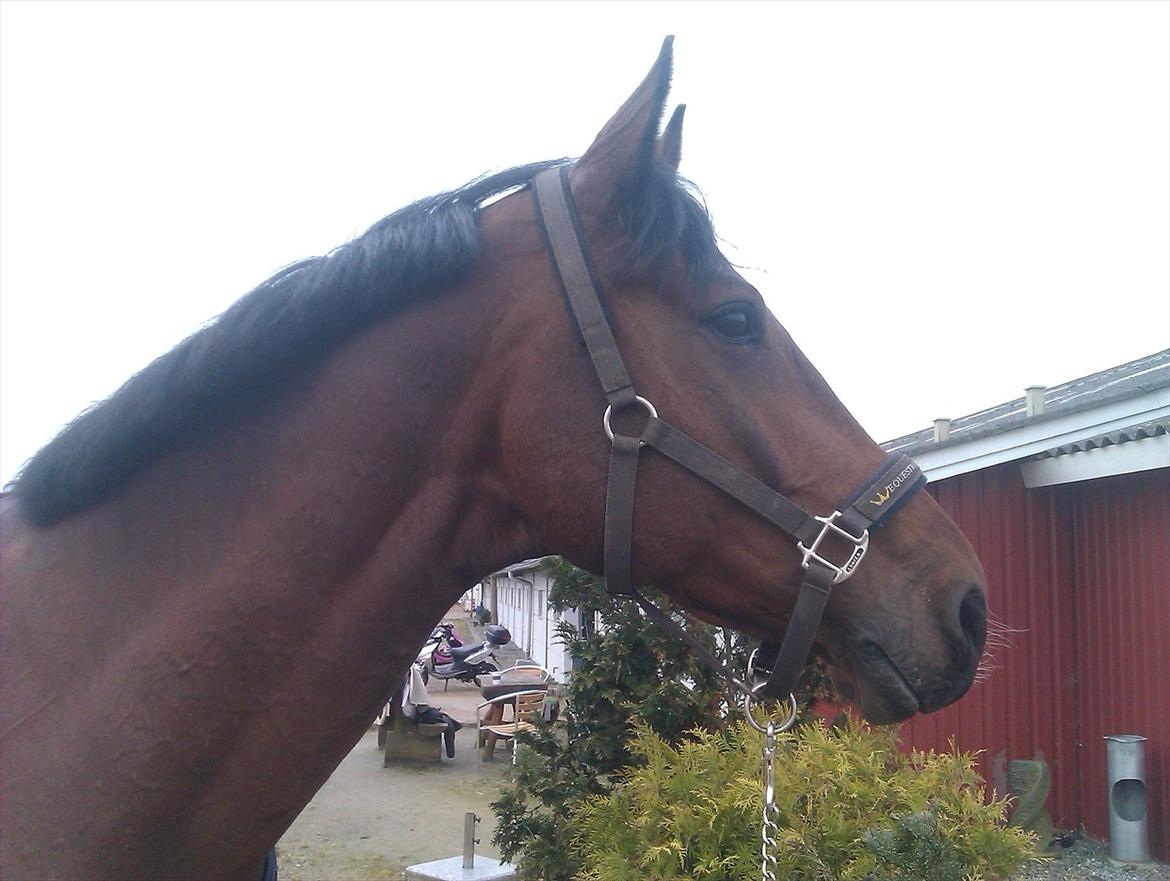 Holstener Højvangs Algir - Algir <3 ! - Foråret 2012 billede 4