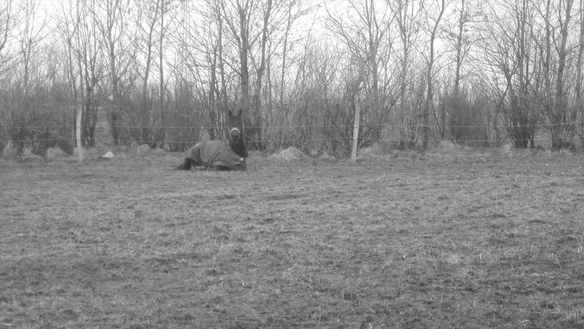 Traver Cerard Top billede 16