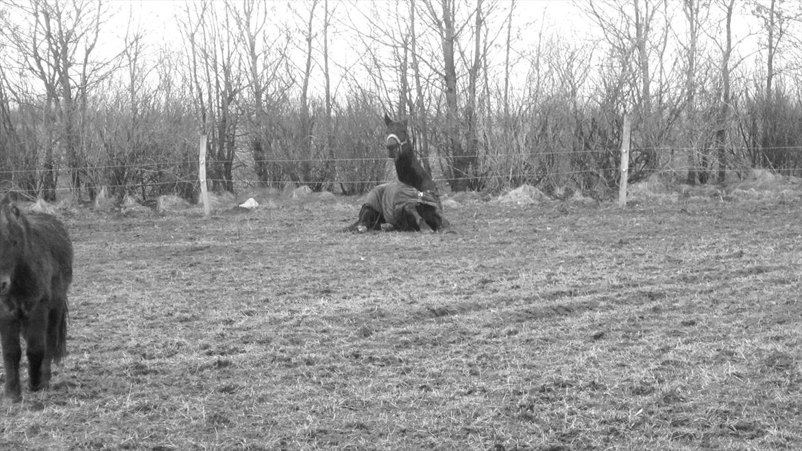 Traver Cerard Top billede 17