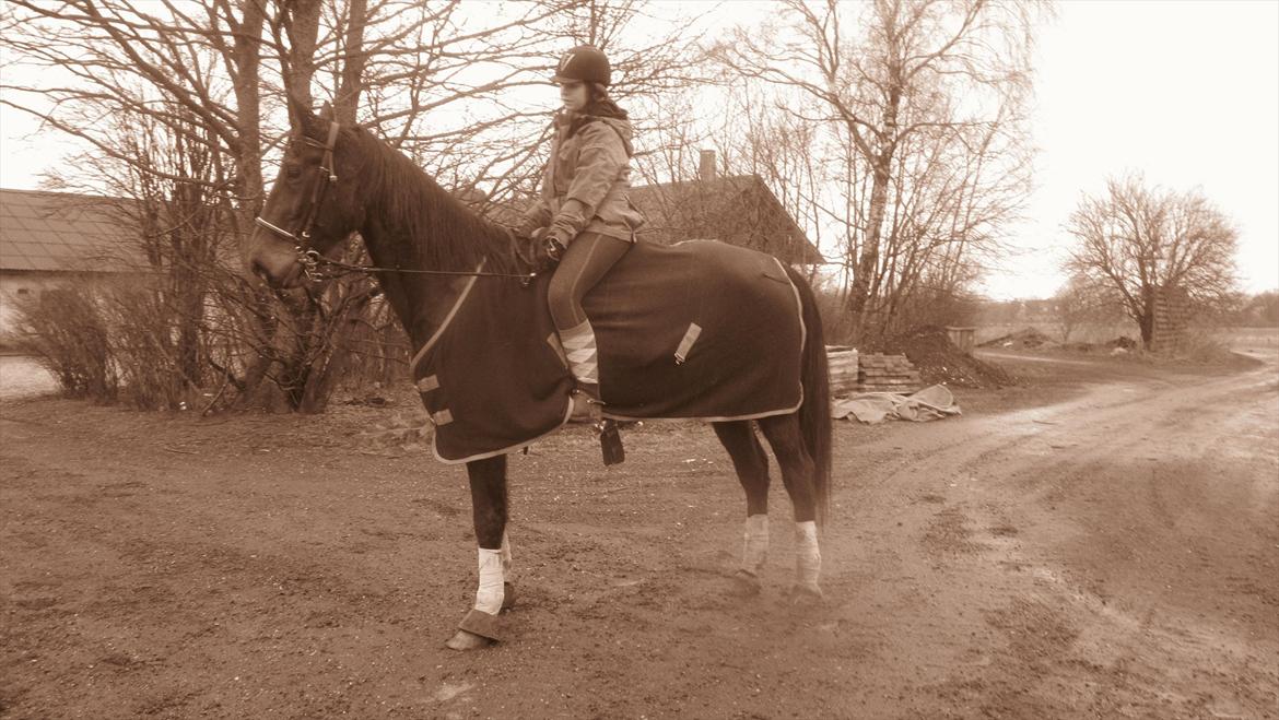 Traver Cerard Top billede 19