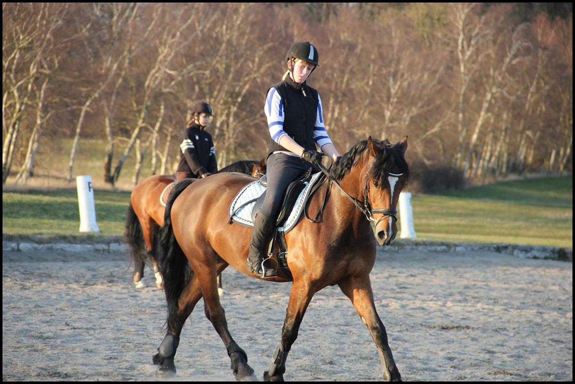 Welsh Cob (sec D) Lesto Dalton - Velkommen til Daltons profil:)

Dressur undervisning d. 21/3-12 ! Han er blevet super god og blød!
Foto: Linnea :* billede 2