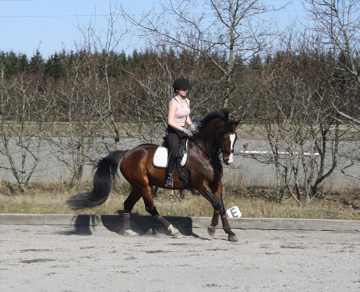 Dansk Varmblod Dominant billede 12