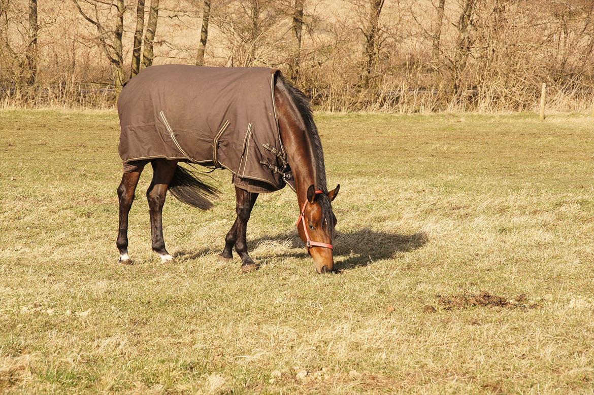 Dansk Varmblod Damgaards Lady Hotline billede 8