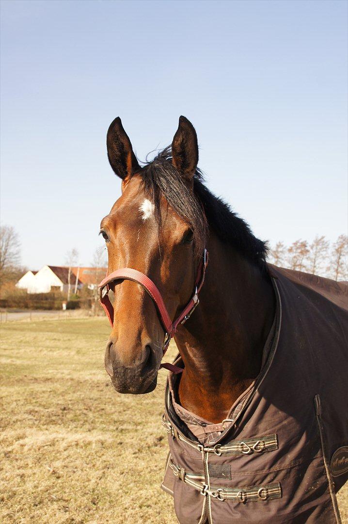 Dansk Varmblod Damgaards Lady Hotline - En dejlig tur på fold. billede 2