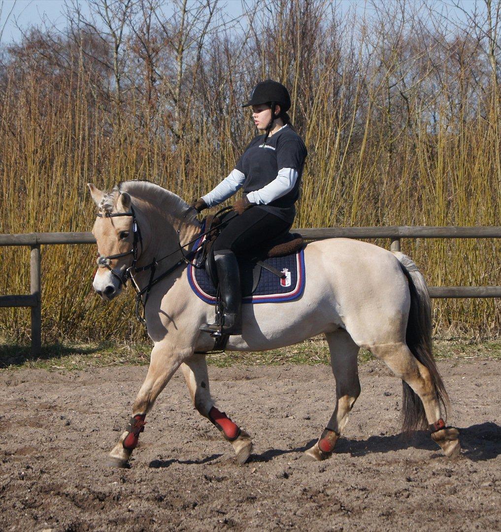 Fjordhest Puk AkA Hyper ungen! *Tid. Låne* billede 12