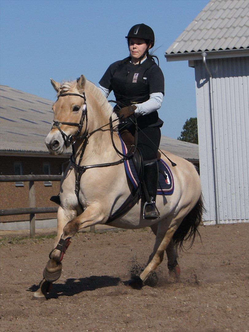 Fjordhest Puk AkA Hyper ungen! *Tid. Låne* billede 1