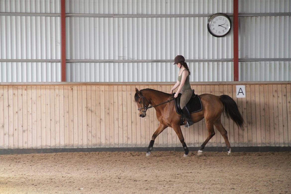 Arabisk fuldblod (OX) cherelda billede 14