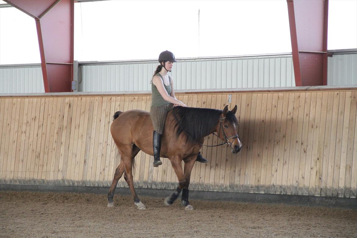 Arabisk fuldblod (OX) cherelda billede 9