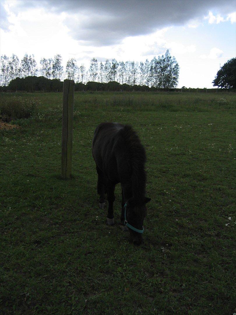 Shetlænder Akibal billede 2