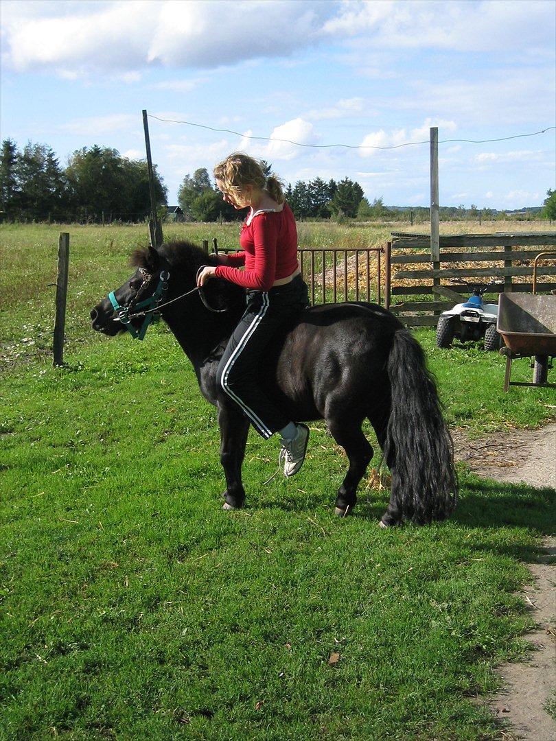 Shetlænder Akibal - Det skal lige siges at det er min storsøster der rider ham! Ikke mig! billede 4