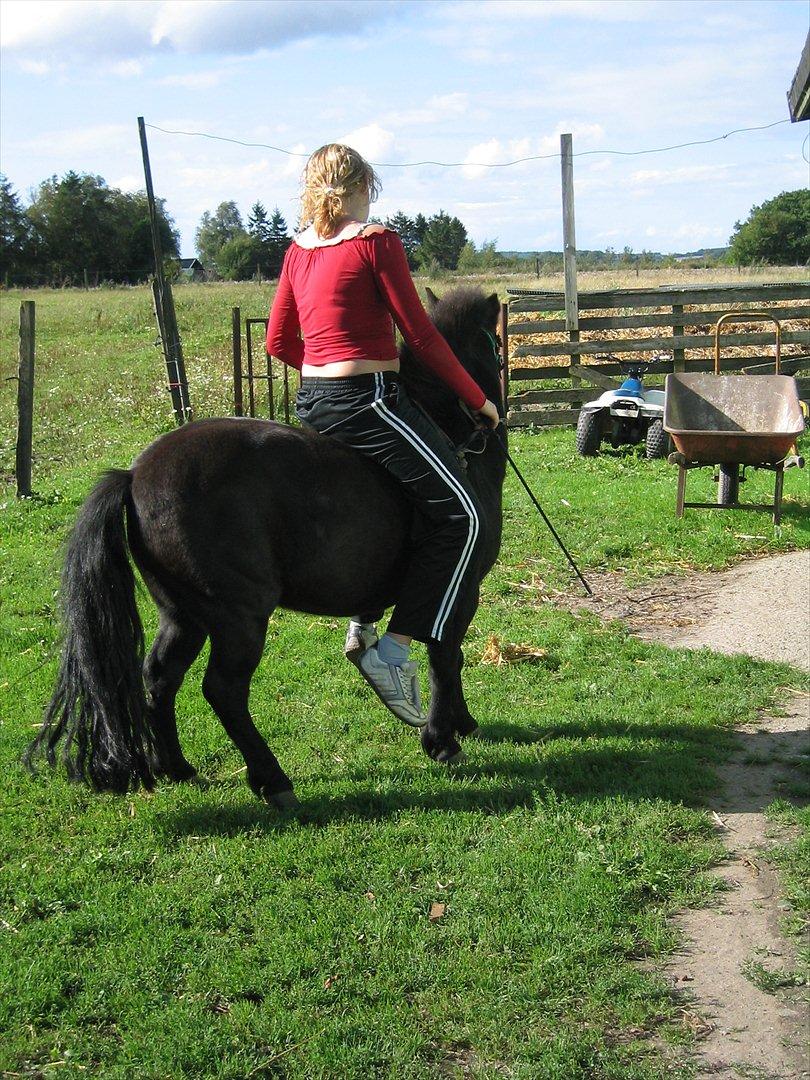 Shetlænder Akibal - Det skal lige siges at det er min storsøster der rider ham! Ikke mig! billede 5