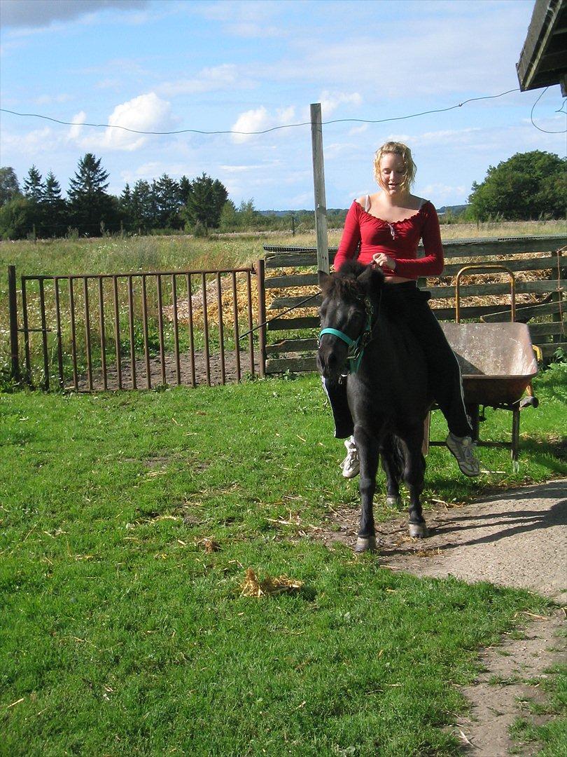 Shetlænder Akibal - Det skal lige siges at det er min storsøster der rider ham! Ikke mig! billede 6