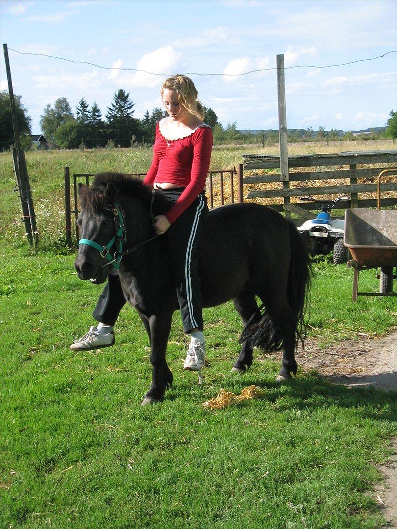 Shetlænder Akibal - Det skal lige siges at det er min storsøster der rider ham! Ikke mig! billede 7