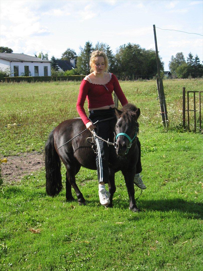 Shetlænder Akibal - Det skal lige siges at det er min storsøster der rider ham! Ikke mig! billede 8