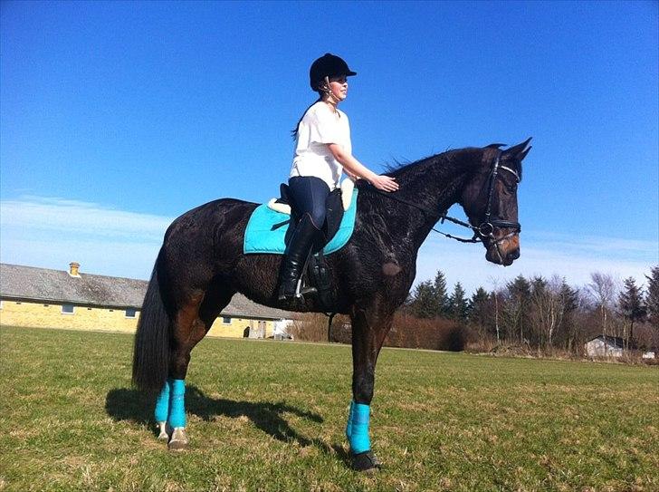 Oldenborg Don Frello - Et velfortjent klap !  billede 14