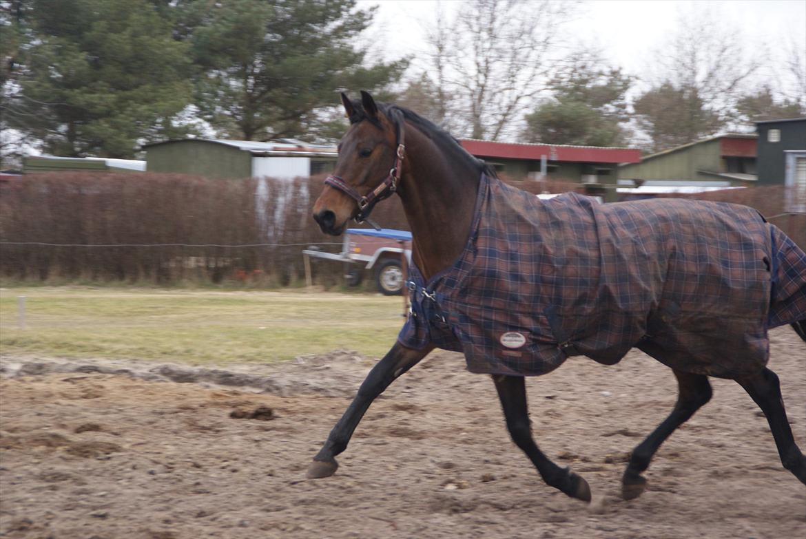 Dansk Varmblod Louis Vuitton (Leonardos) - Fold - marts 2012 billede 19