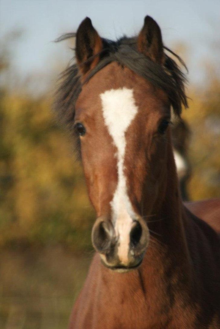 Welsh Partbred (Sec F) Katrinebjergs Ronja   A-pony - Ronja i efterårsfarver - 2011 billede 38