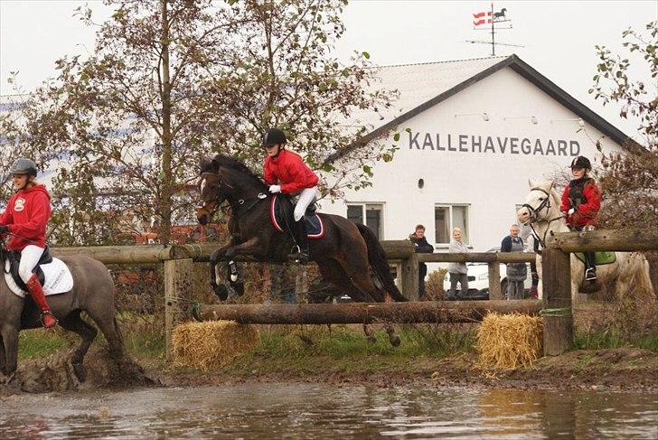 Anden særlig race Florina billede 12