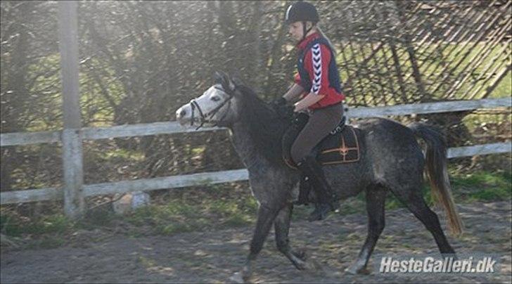 Welsh Mountain (sec A) Teglgårdens Azurra billede 17