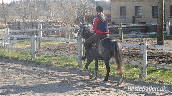 Welsh Mountain (sec A) Teglgårdens Azurra billede 18
