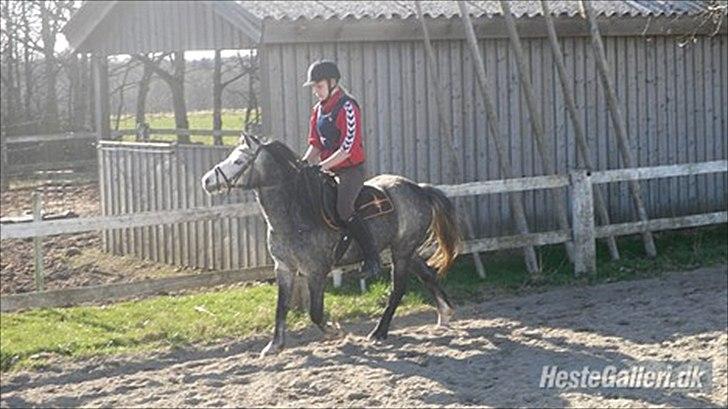 Welsh Mountain (sec A) Teglgårdens Azurra billede 19