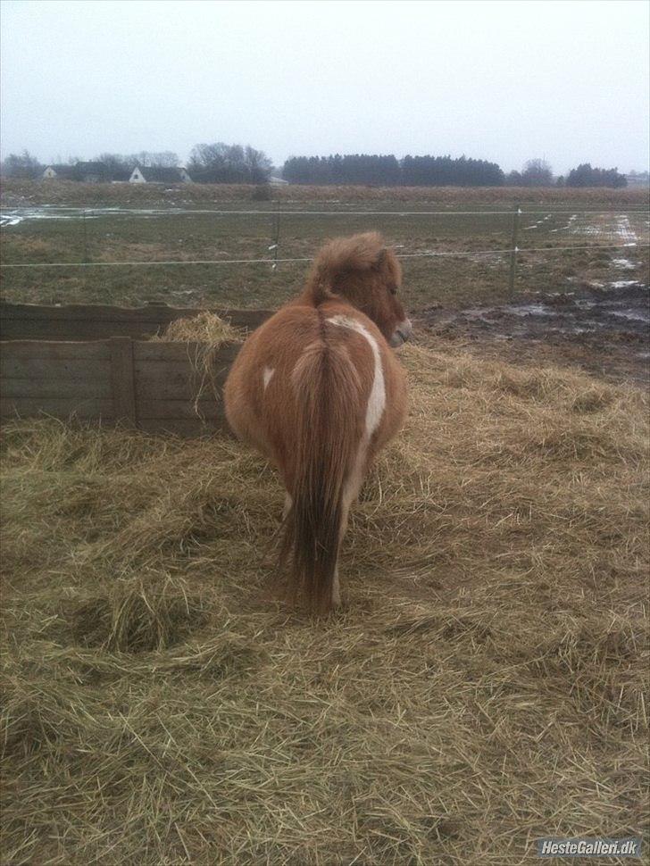 Pinto Doheema Snuske PIN 596 **BROVANG** SOLGT ! - Jep den er go nok, hun skal fole til Maj ;D billede 2