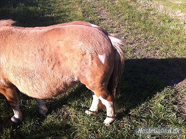 Pinto Doheema Snuske PIN 596 **BROVANG** SOLGT ! - Snuske`s kendetegn et sødt lille hjerte på numsen <3 billede 3