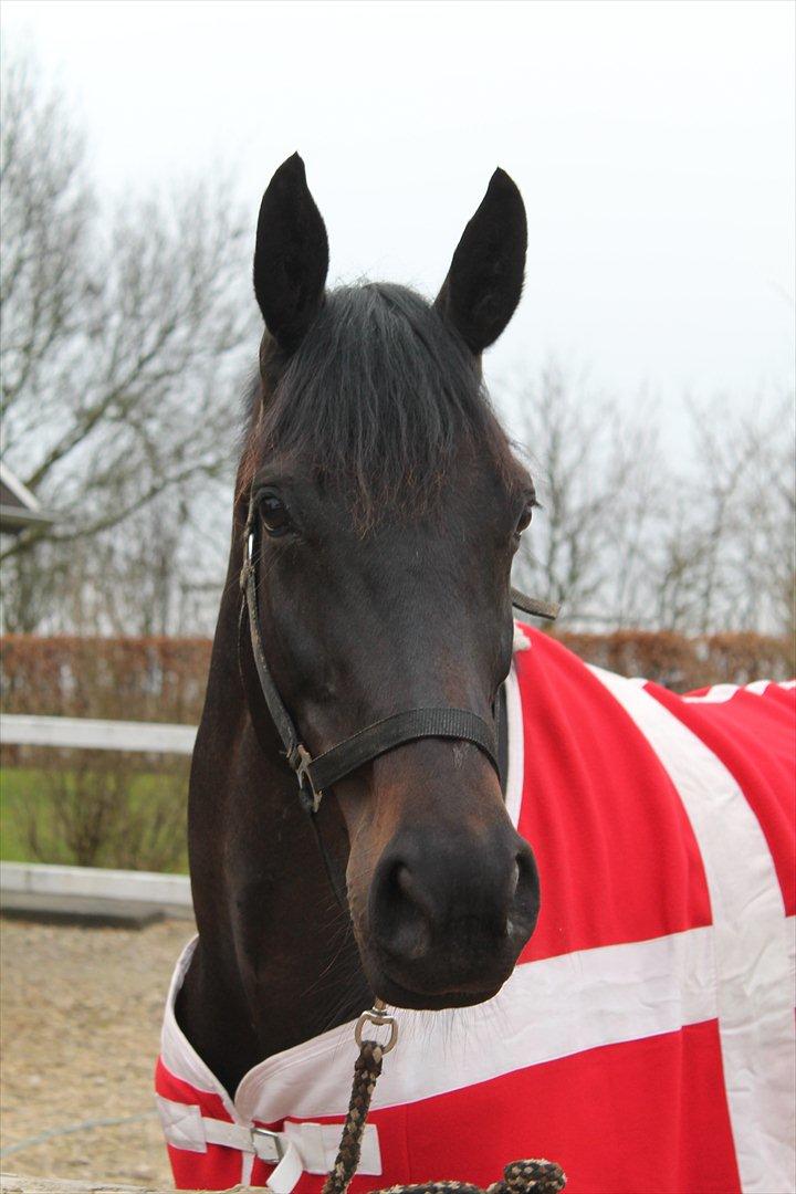 Dansk Varmblod Chanel - Tøsen med sit nye dannebrogstæppe:)<3 foto: mig billede 2