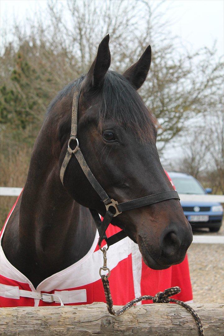 Dansk Varmblod Chanel - Tøsen<3 foto: mig billede 9