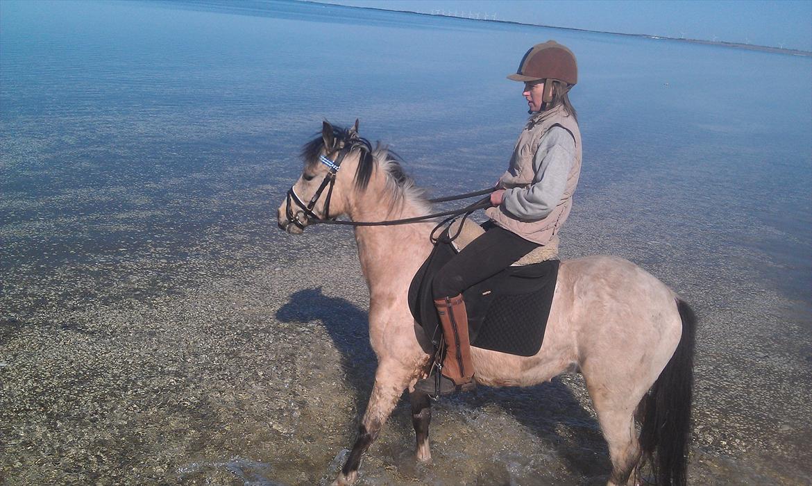 Anden særlig race Mister Surprice ( Solgt) - Første gang ved stranden, han gik lige ud i fjorden, meen der var også blik stille,  billede 1
