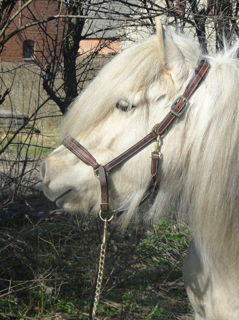 Islænder Lilja fra Skibdal billede 8