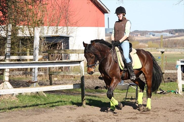 Traver Panic Hanover *guldklumpen* - Panic og jeg, forår 2012 <3 billede 8