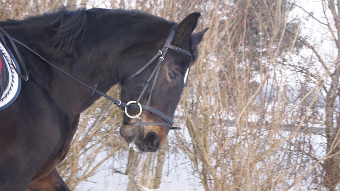 Oldenborg Lillegårdens Lea billede 5