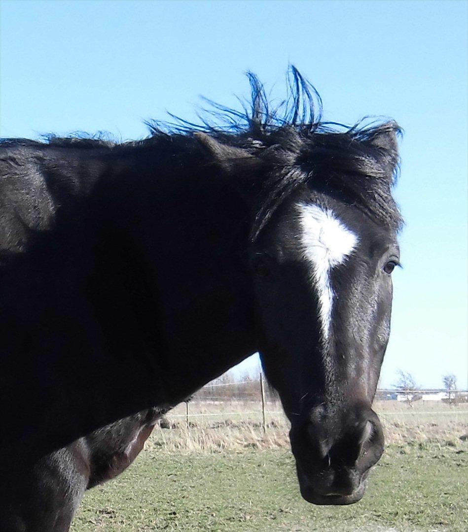 Anden særlig race Jimmy - Gæt et udtryk billede 2