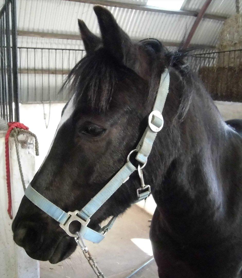 Anden særlig race Jimmy - I stalden.  billede 5