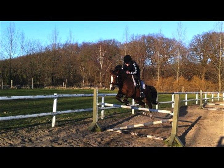 Welsh Pony af Cob-type (sec C) DON JUNIOR - Don Junior & mig over 90 cm!<3 (MB**) billede 1