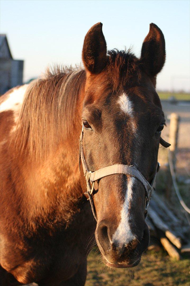 Amerikansk Paint Pony Hawthorns Rosalee billede 2