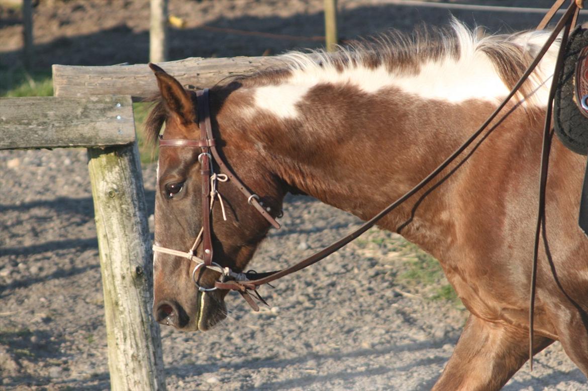 Amerikansk Paint Pony Hawthorns Rosalee billede 4