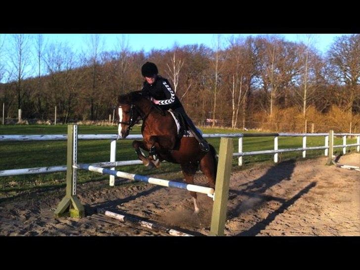 Welsh Pony af Cob-type (sec C) DON JUNIOR - 70 cm!:-D billede 16
