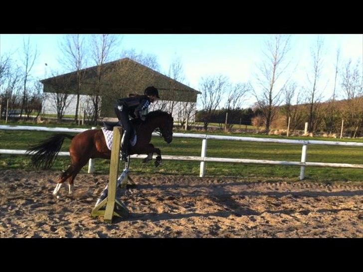Welsh Pony af Cob-type (sec C) DON JUNIOR - Opvarmning.. billede 17