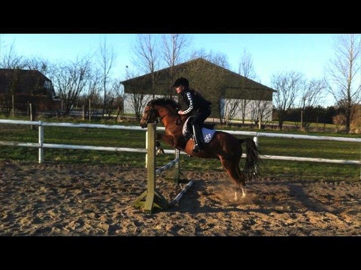 Welsh Pony af Cob-type (sec C) DON JUNIOR - 60 cm!:-) billede 3
