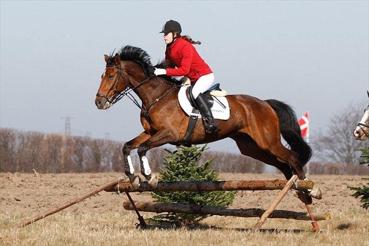 Dansk Varmblod Chico - Babyjagt den 25. Marts 2012<3 billede 4