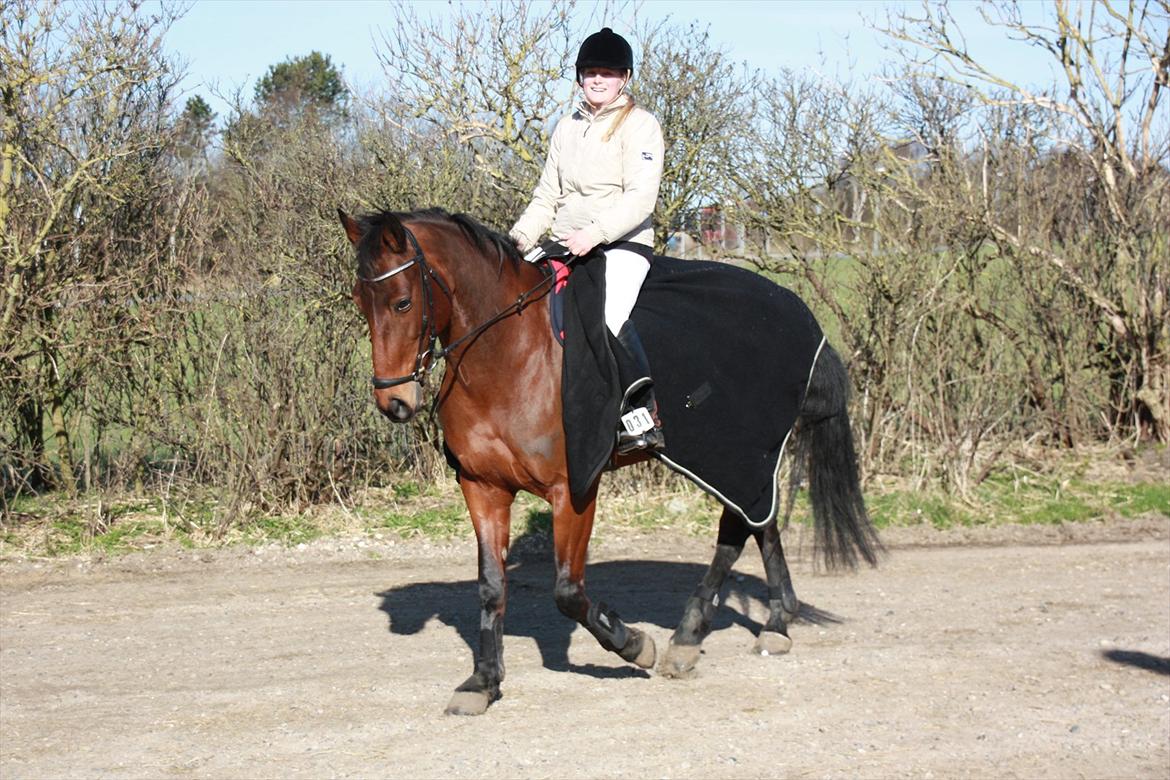 Anden særlig race Greta Alfarvad Z billede 3