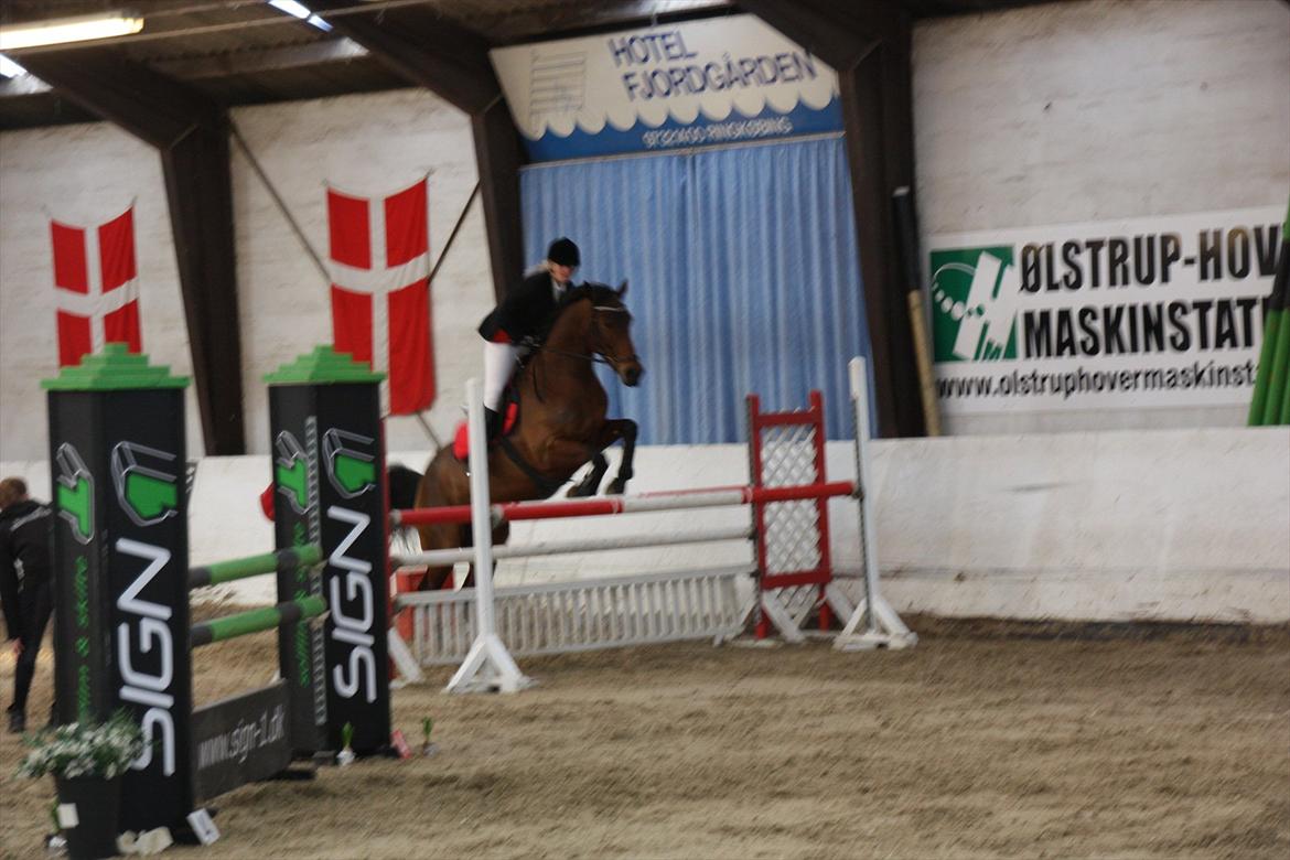 Anden særlig race Greta Alfarvad Z billede 4