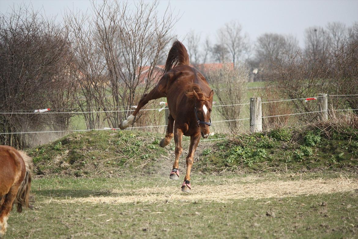 Trakehner Pro firfod billede 18