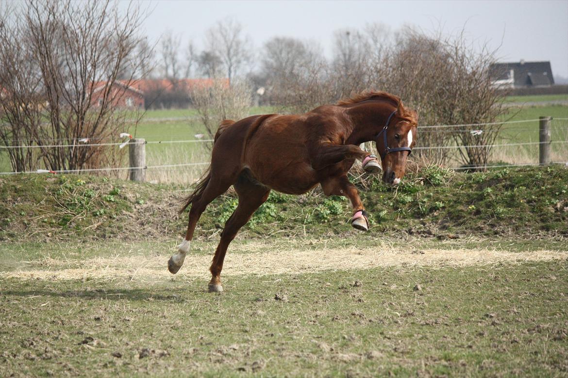 Trakehner Pro firfod billede 19